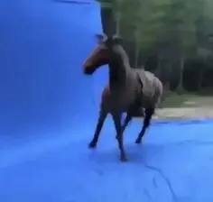 gqeadgAV's Avatar